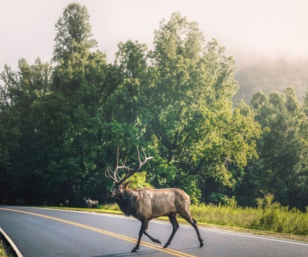 Allow The Elk to Cross _ Things To Do In Bryson City