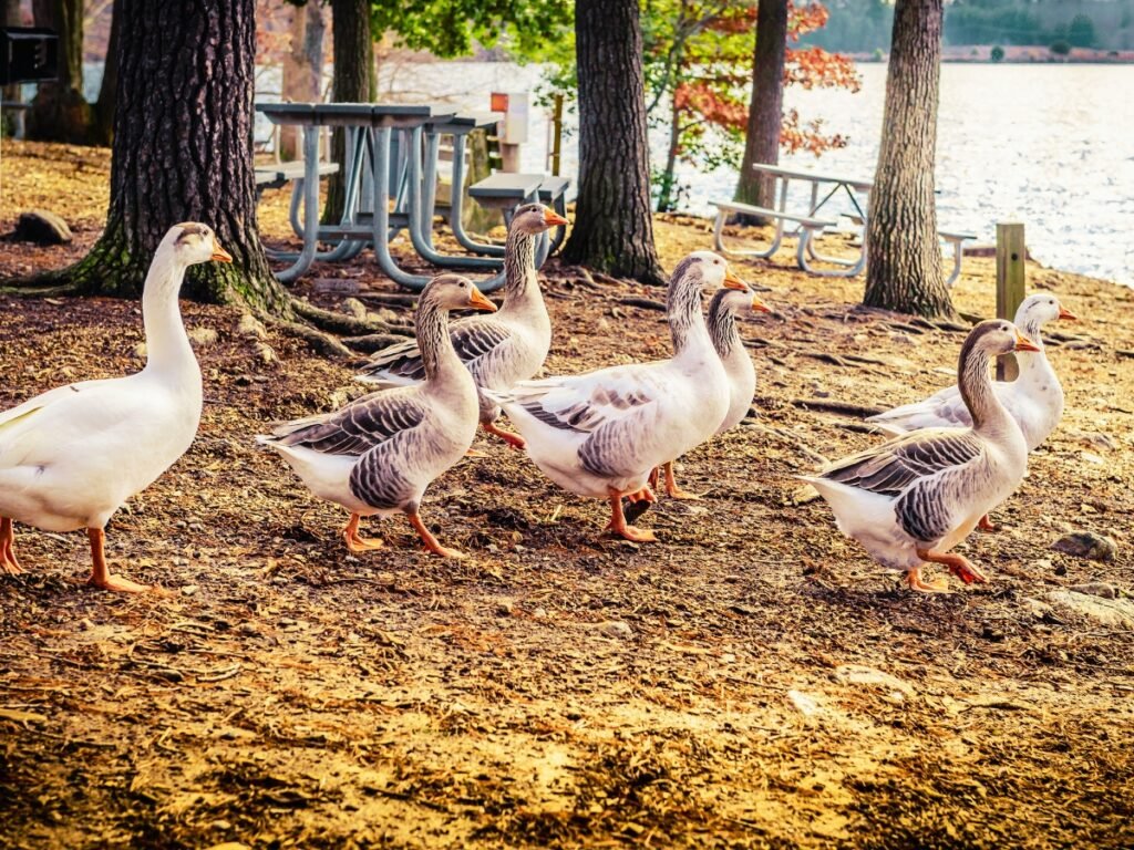Group of domestic goose near Lake Julian in Arden